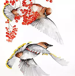 Karolina Kijak - Waxwings with a roan-tree