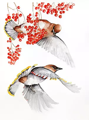   - Waxwings with a roan-tree