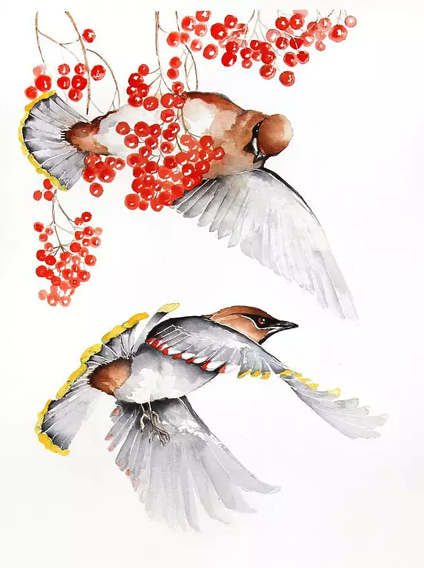 Karolina Kijak - Waxwings with a roan-tree