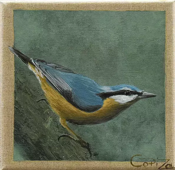 Izabela Dąbrowska - There is such a bird: Nuthatch