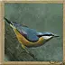 Izabela Dąbrowska - There is such a bird: Nuthatch