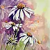 Magdalena Bronakowska - échinacée