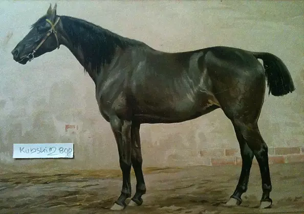 Marek Kubski - HORSE