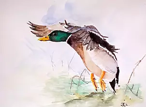 Zdzisław Rutkowski - Kaczor II