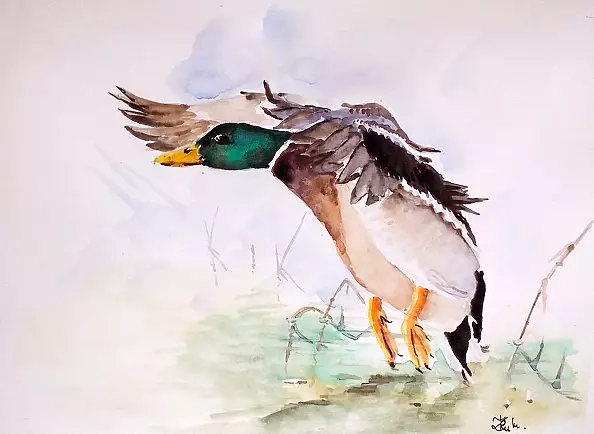 Zdzisław Rutkowski - Kaczor II