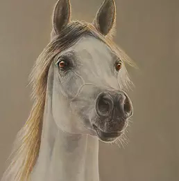 Marzena Zuk - Arab mare