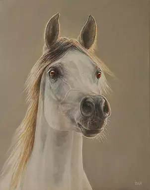 Marzena Zuk - Arab mare