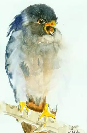 Zdzisław Rutkowski - Kobczyk / Falco vespertinus /