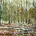 Zbigniew Starczewski - Kobiórski forest