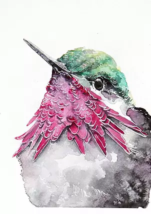   - Humming-bird