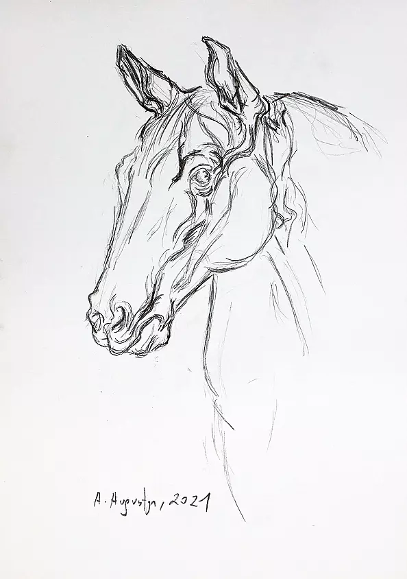 Amelia Augustyn - Horse (study)