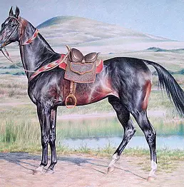 Ewelina Greiner - Paint Horse, Turkmen