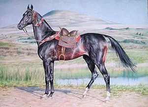 Ewelina Greiner - Paint Horse, Turkmenen
