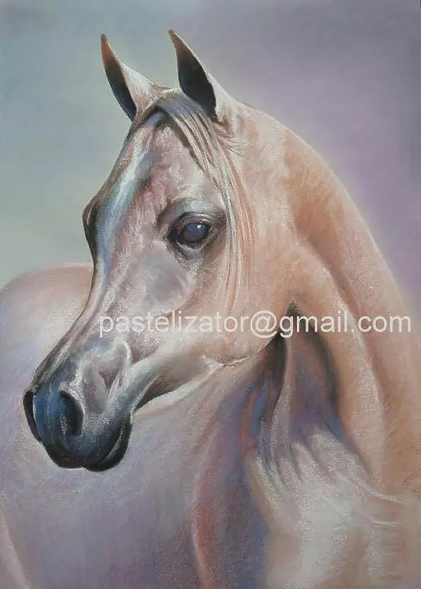 Robert Chełchowski - The Arabian horse