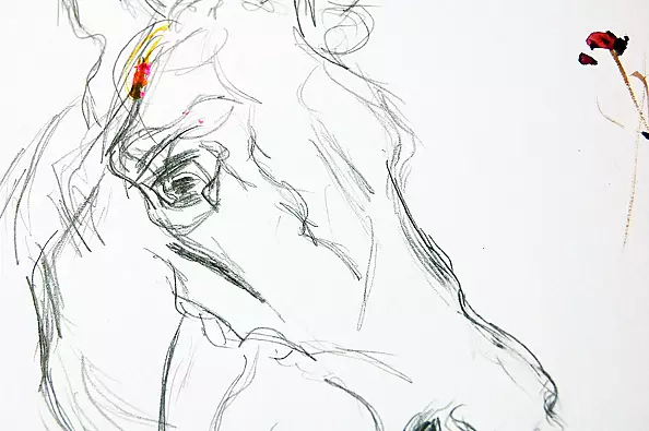 Amelia Augustyn - Koński portret