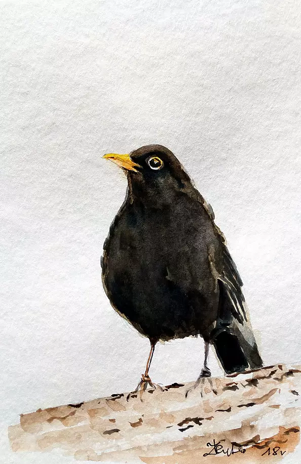 Zdzisław Rutkowski - Kos samiec II