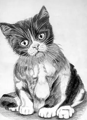 Ewa Zakrzewska - Cat