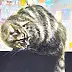 Aleksander Bednarski, The Cat and the Moon, Acrylic painting - canvas, 68 x 100