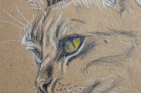 Amelia Augustyn - Kot w ogrodzie