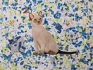 Amelia Augustyn - Kotek