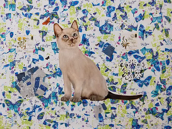 Amelia Augustyn - Kotek