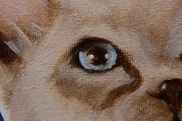 Amelia Augustyn - Kotek