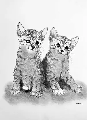 Ewa Zakrzewska - Kotki