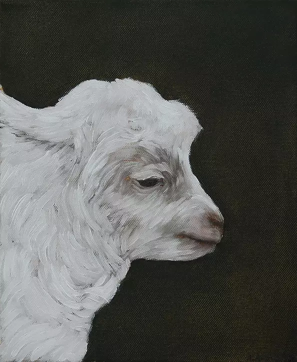 Amelia Augustyn - Koźlątko