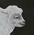 Amelia Augustyn - goat