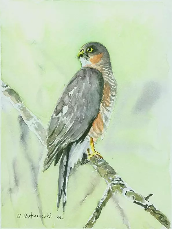 Zdzisław Rutkowski - Krogulec