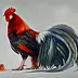 Marzena Zuk - The king Rooster