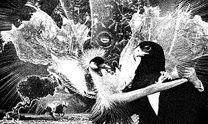 Adam Kurłowicz - Queen of the ball