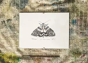 Marzena Czaniecka - Night Queen