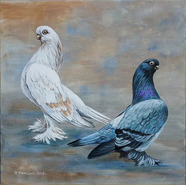 Katarzyna Niemczak - Krótkodziobe