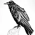 Anna Dzierżak - Raven