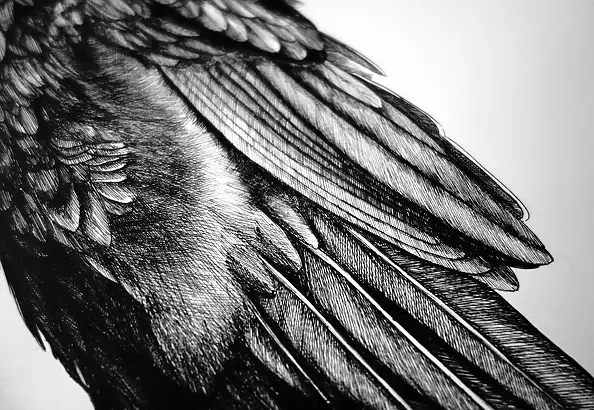 Anna Dzierżak - Raven