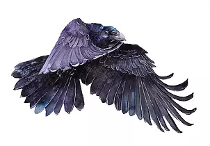   - Raven in flight