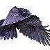 Karolina Kijak - Raven in flight