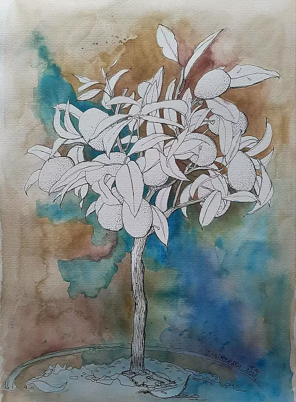 Dorota Kędzierska - Kumkwat