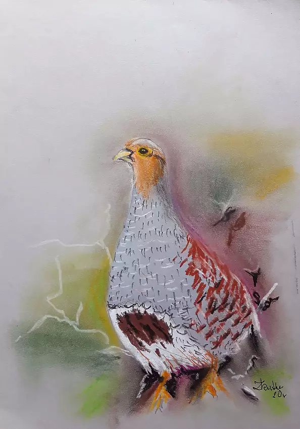 Zdzisław Rutkowski - Kuropatwa - pastel