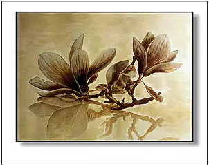 Jolanta Dusza - magnolia flower