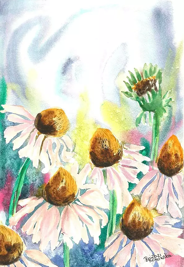 Bożena Ronowska - Echinacea flowers