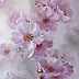 Lidia Olbrycht - fleurs de cerisier