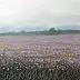 Dariusz Król - Flowers in the meadow.
