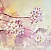 Magdalena Bronakowska - Cherry blossoms