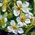Barbara Gulbinowicz - Blooming wild strawberries