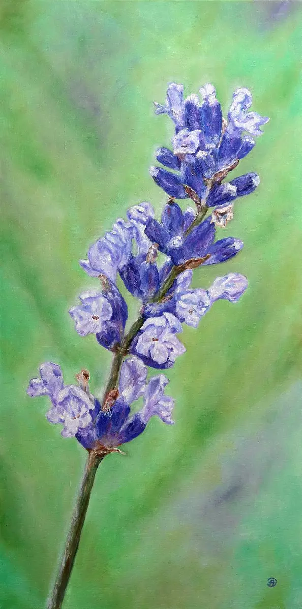 Alina Danielewicz - LAWENDA