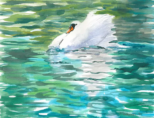 Zdzisław Rutkowski - Łabędź z jeziora Serwy na Podlasiu.