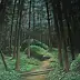 Marta Wideńska, Forest, Oil painting - canvas, 70 x 60