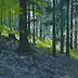 Witold Kubicha - Forest in Łomnica-Zdrój